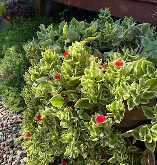 Dorotheanthus Mezoo Trailing Red  - Pot de 4 po