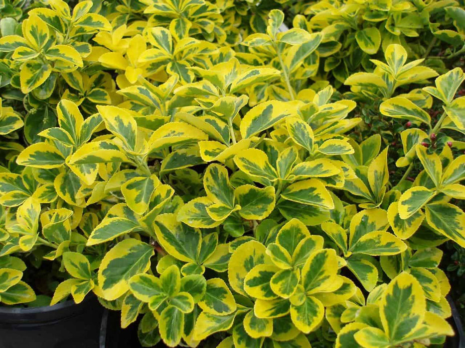 Fusain de Fortune 'Emerald and Gold' - Euonymus fortunei  'Emerald and Gold'