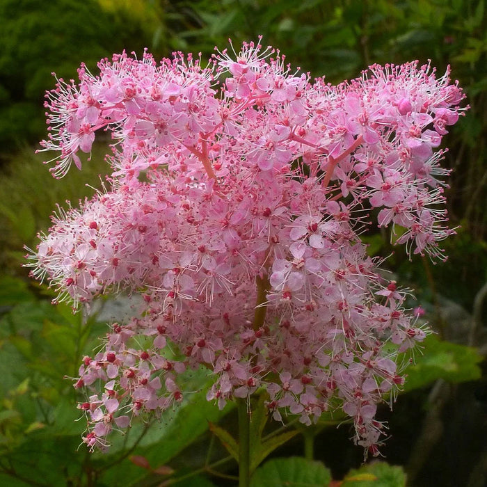 Reine des prés - Filipendula rubtra 'Venusta'