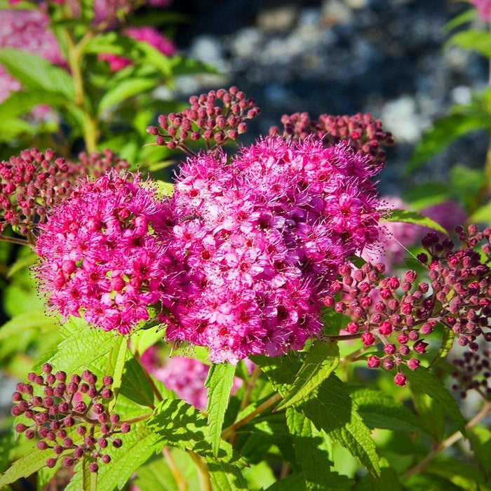 Spirée Néon Flash - Spiraea japonica 'Neon Flash' 2G