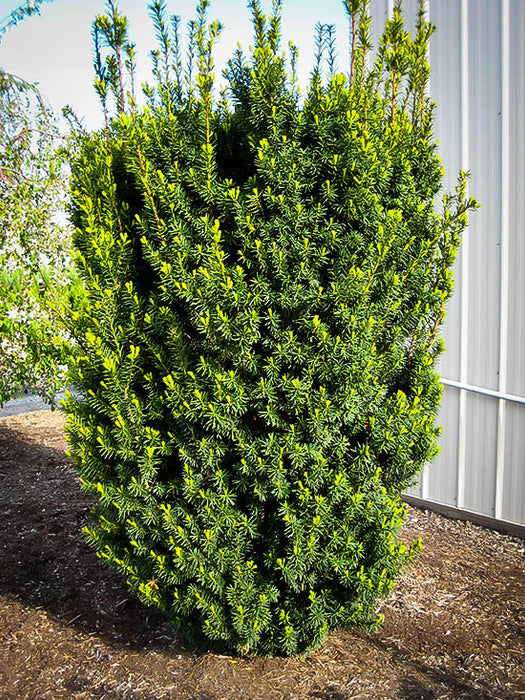 If hybride 'New Selection' - Taxus media 'New Selection'