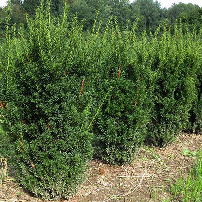 If hybride de Hill - Taxus media 'Hillii'