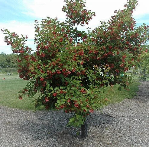 Érable de l'Amur Hot Wings - Acer tataricum 'Hot Wings'