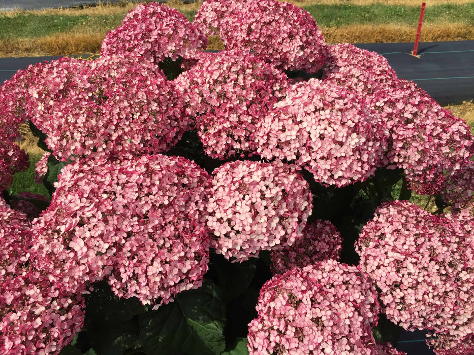 Hydrangée Incrediball Blush - Hydrangea arborescens 'Incrediball Blush'