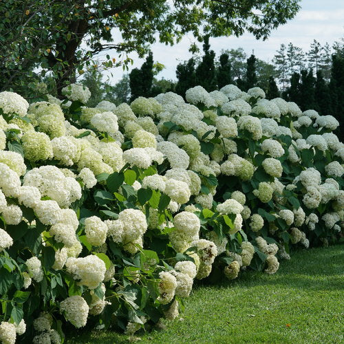 Hydrangée Incrediball - Hydrangea arborescens 'Incrediball'