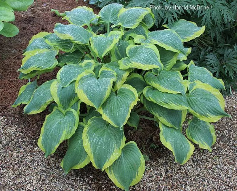 Hosta 'Seducer'