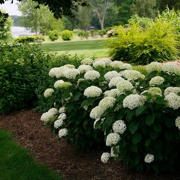 Hydrangée Invincibelle Wee White - Hydrangea arborescens 'Invincibelle wee white '  - 2G