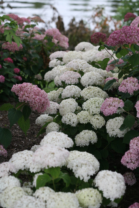 Hydrangée Invincibelle Wee White - Hydrangea arborescens 'Invincibelle wee white '  - 2G
