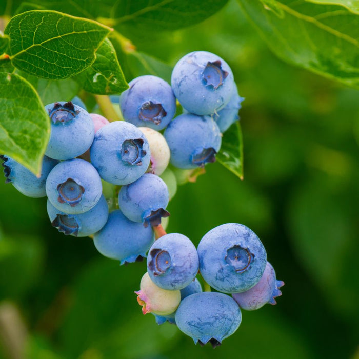 Bleuet Géant 'Bluecrop' - Vaccinium corymbosum 'Bluecrop' - 2G