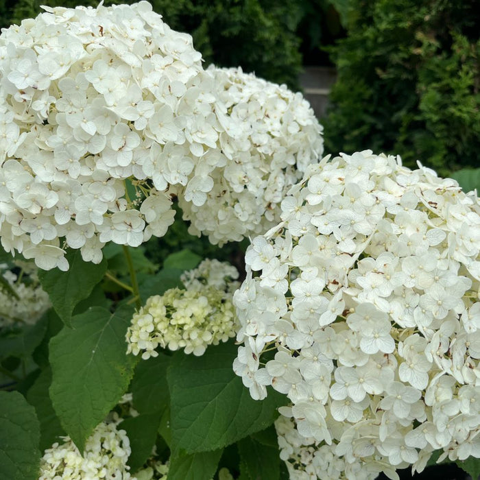 Hydrangée Annabelle -  Hydrangea arborescens 'Annabelle' - 2G