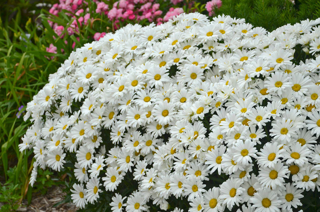 Marguerite 'Daisy May' - Leucanthemum maximum 'Daisy May'