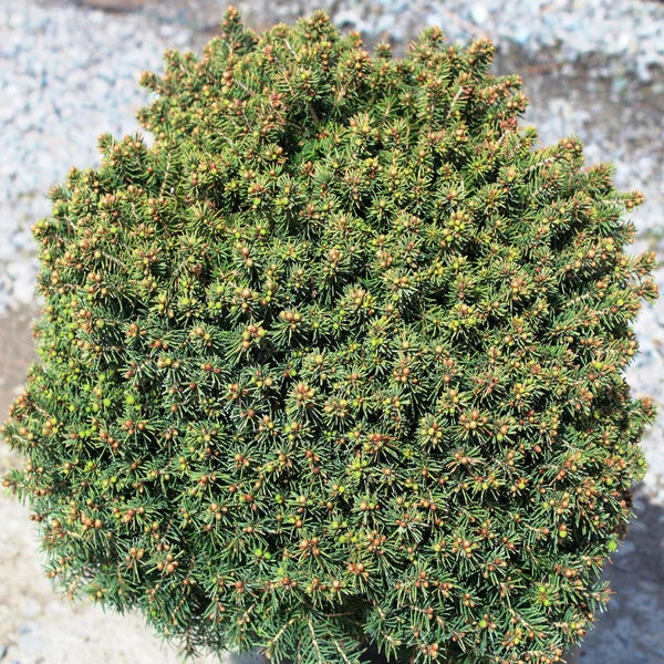 Épinette Little Gem - Picea abies 'Little Gem' - 3G