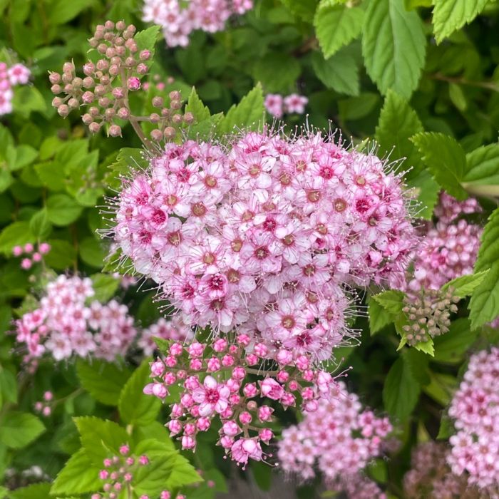 Spirée Little Princess - Spiraea japonica 'Little princess' 2G