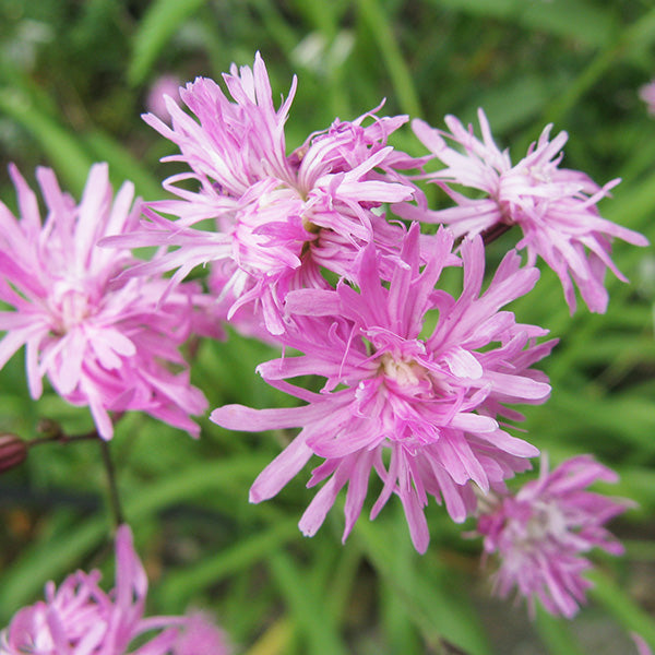 Lychnide Fleur de Coucou - Lychnis flos-cuculi 'Petite Jenny'