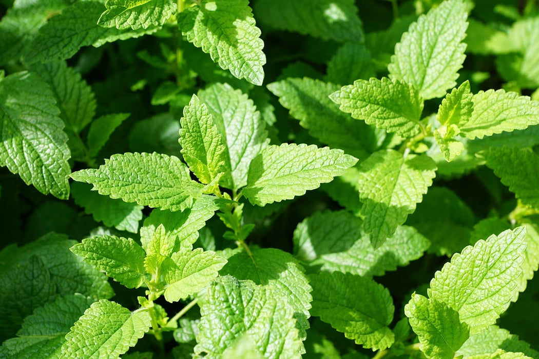 Menthe Poivrée - Plant dans pot de 3.5 po