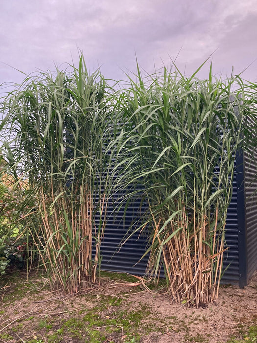 Roseau de chine géant -Miscanthus floridulus 'Giganteus'