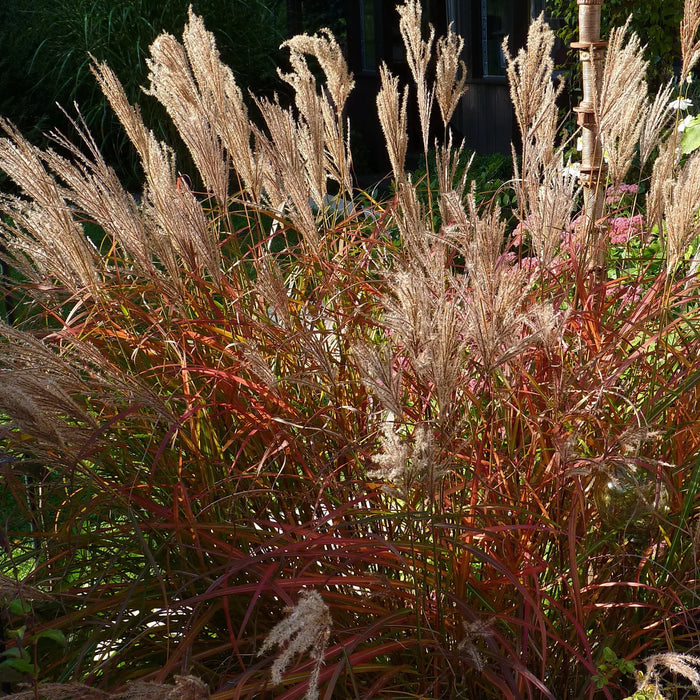 Roseau de Chine - Miscanthus purpurascens 'Autumn Red'