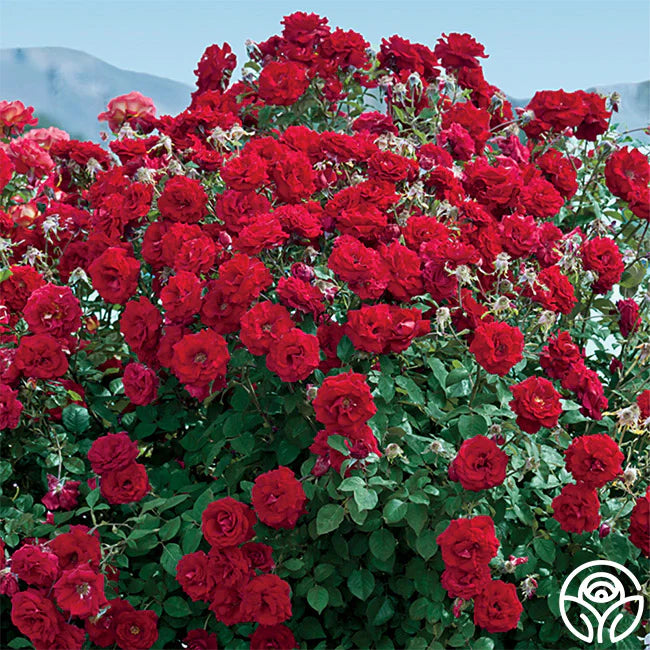 Rosier - Rosa 'Oh My!'