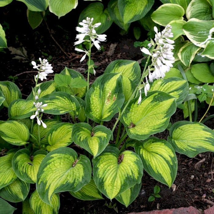 Hosta 'Hudson bay'