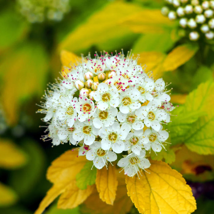 Physocarpe  Dart's Gold - Physocarpus opulifolius 'Dart's Gold' - 2G