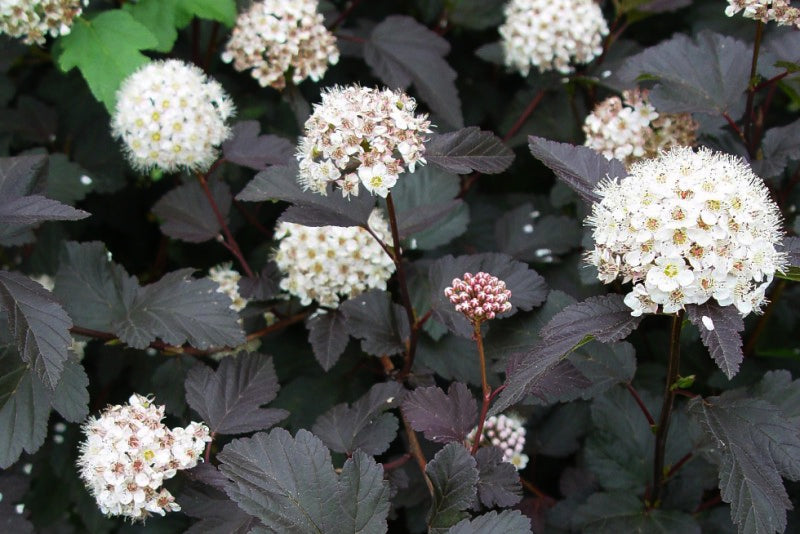 Physocarpe à feuilles d'Obier - Physocarpus opulifolius 'Diabolo' - 2G