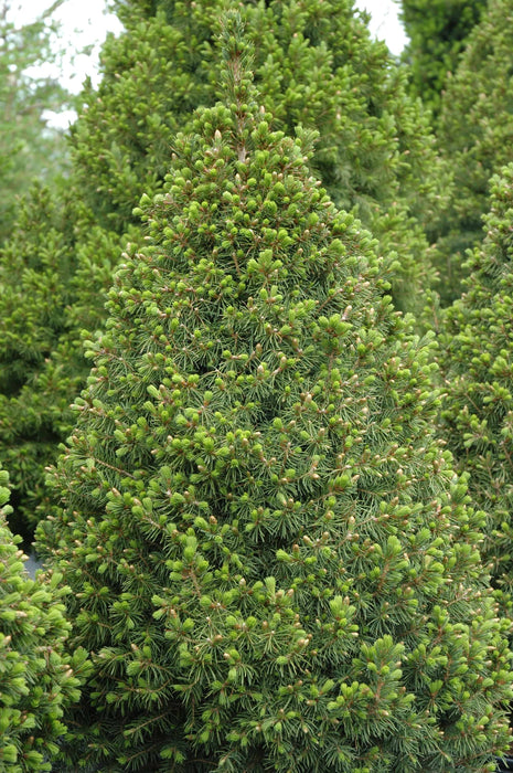 Épinette naine d'Alberta - Picea glauca albertiana 'conica' - 3G 50cm