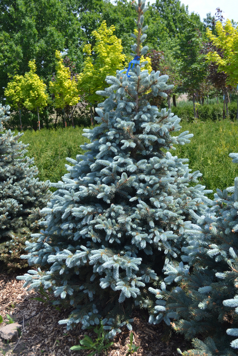 Épinette du Colorado 'Baby Blue' - Picea Pungens 'Baby Blue'