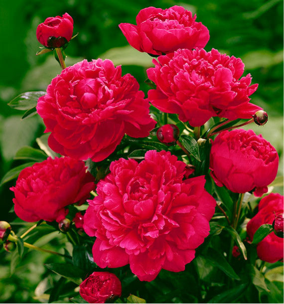 Pivoine de Chine 'Karl Rosenfield' - Paeonia lactiflora 'Karl Rosenfield'