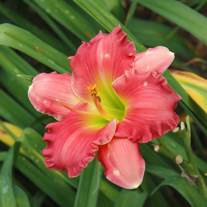 Hémérocalle - Hemerocallis 'Passionate Returns'