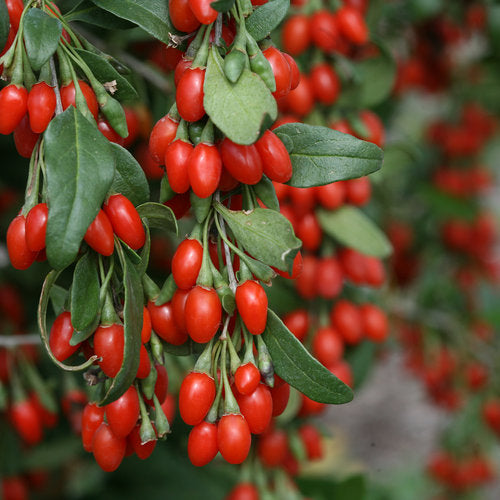 Goji 'Sweet Lifeberry'