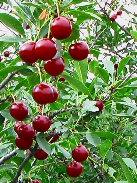 Cerisier 'Juliet'