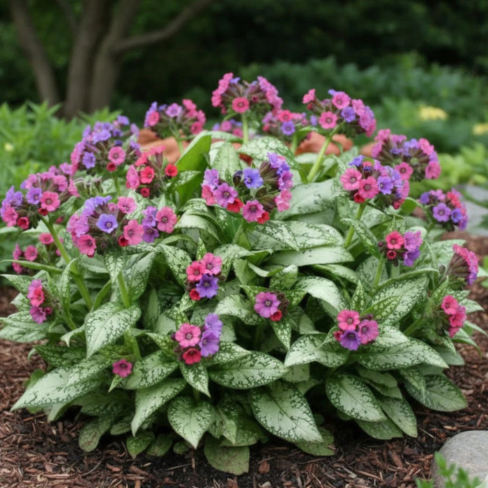 Herbe aux poumons  'Silver Bouquet' - Pulmonaria 'Silver Bouquet'