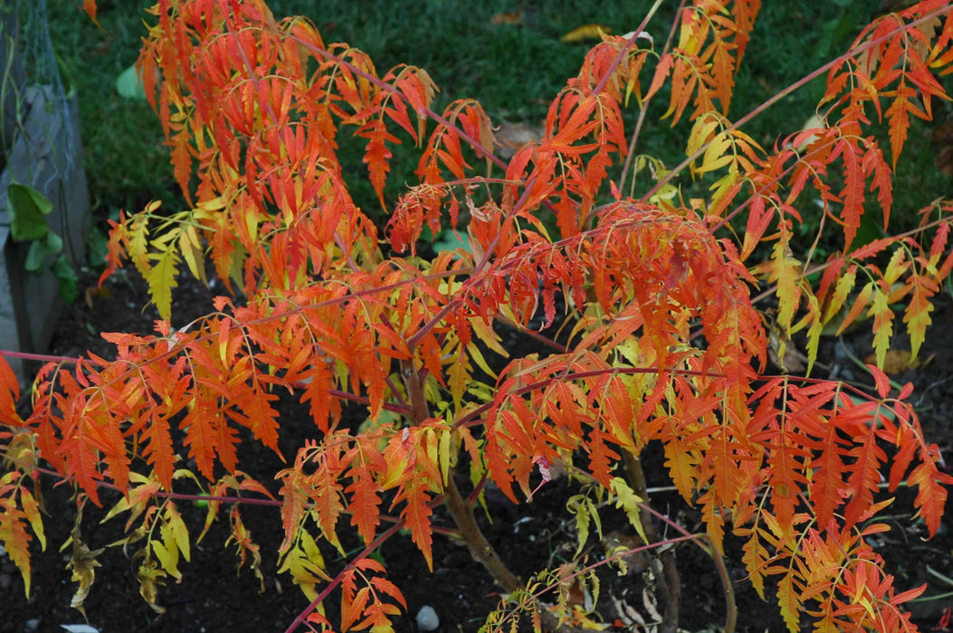 Vinaigrier doré à feuilles découpées - Rhus typhina 'Tiger eyes' - 2G
