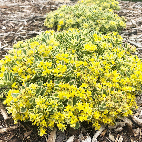 Oprin 'Boogie Woogie' - Sedum 'Boogie Woogie'