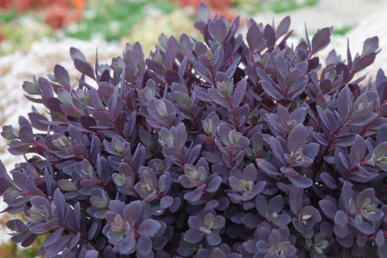 Orpin 'Plum Dazzled' - Sedum Sunsparkler 'Plum Dazzled'