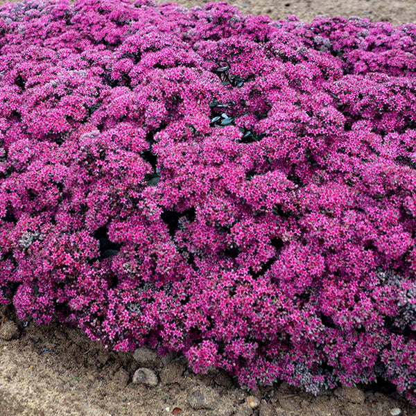 Oprin 'Superstar' - Sedum 'Superstar'