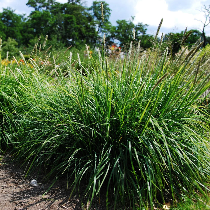 Seslerie d'Automne - Sesleria autumnalis