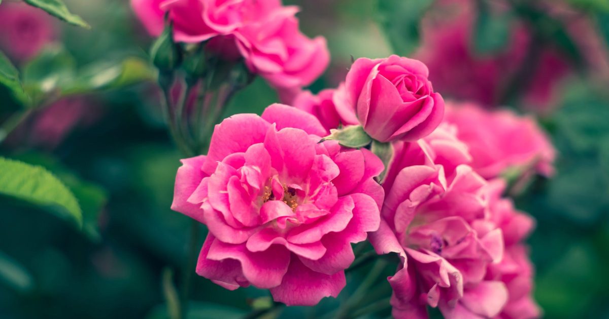 Rosier - Rosa 'Aurora Borealis'