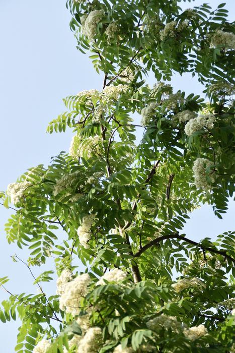 Sorbier de Russie - Sorbus aucuparia 'rossica' 15G 45MM