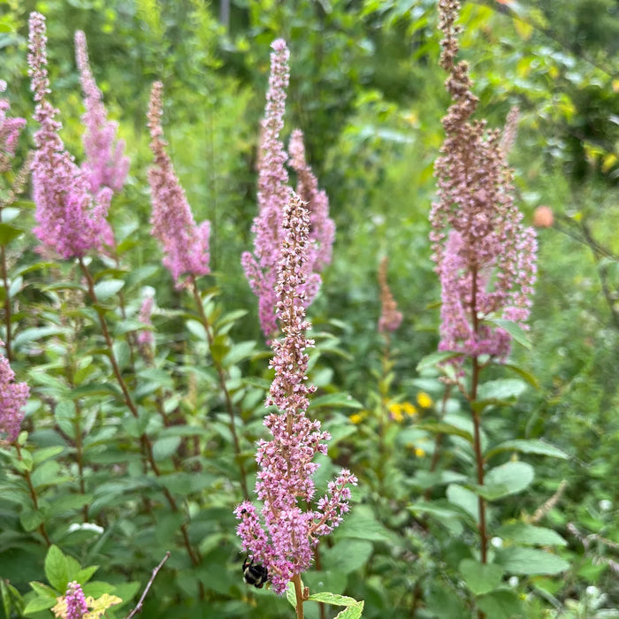 Spirée Tomenteuse - Spiraea tomentosa 2G