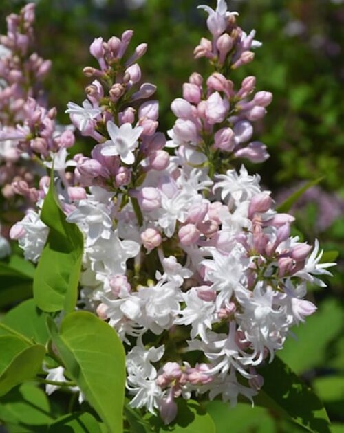 Lilas Français Blushing Nova - Syringa vulgaris 'Blushing Nova '2G