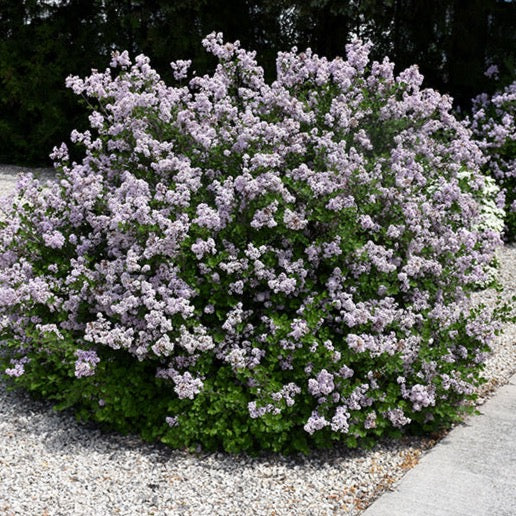Lilas nain de corée - Syringa meyeri 'Palibin' 3G