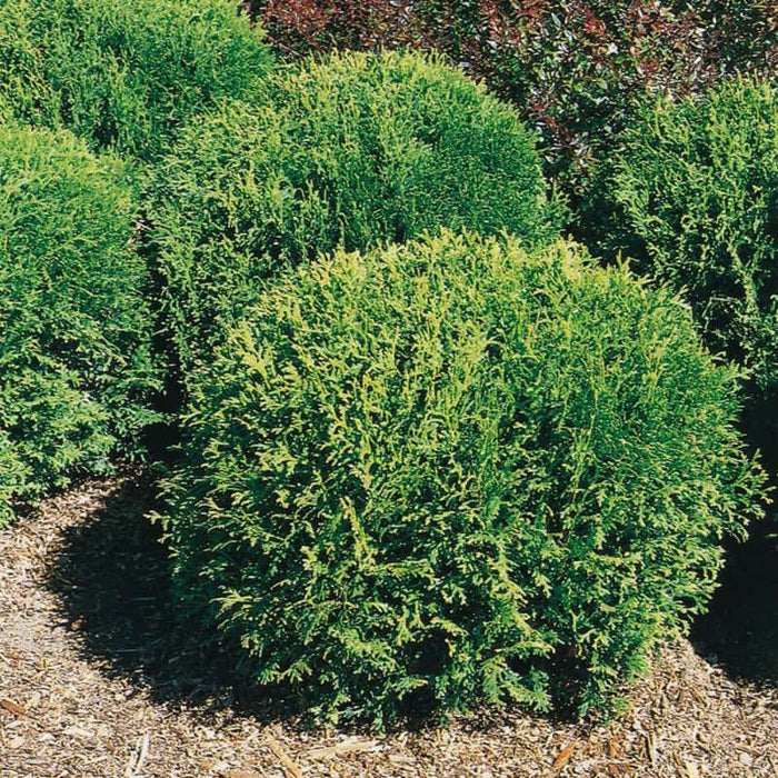 Cèdre en boule nain - Thuya occidentalis 'Little GIant'