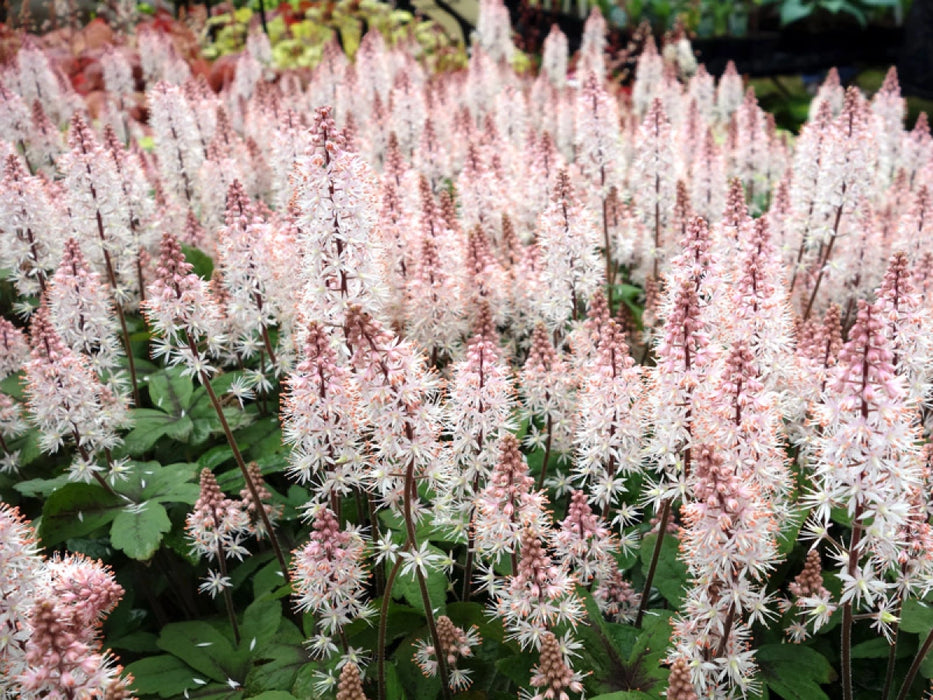 Tiarelle cordifoliée - Tiarella cordifolia