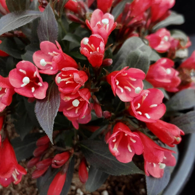 Weigela 'Date Night - Electric Love'