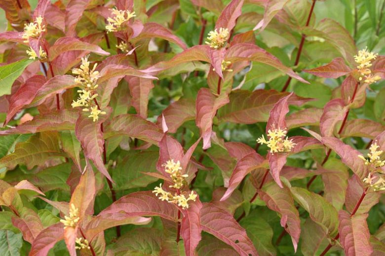 Diervillé 'Kodiak Orange' - Diervilla 'Kodiak Orange'