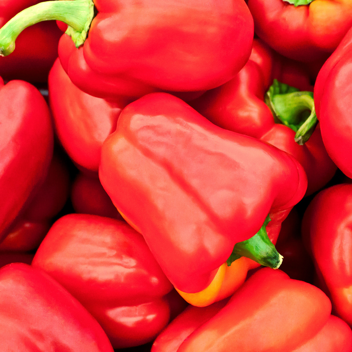 Poivron rouge Ace - Plant dans un pot de 4 po *Certifié Biologique