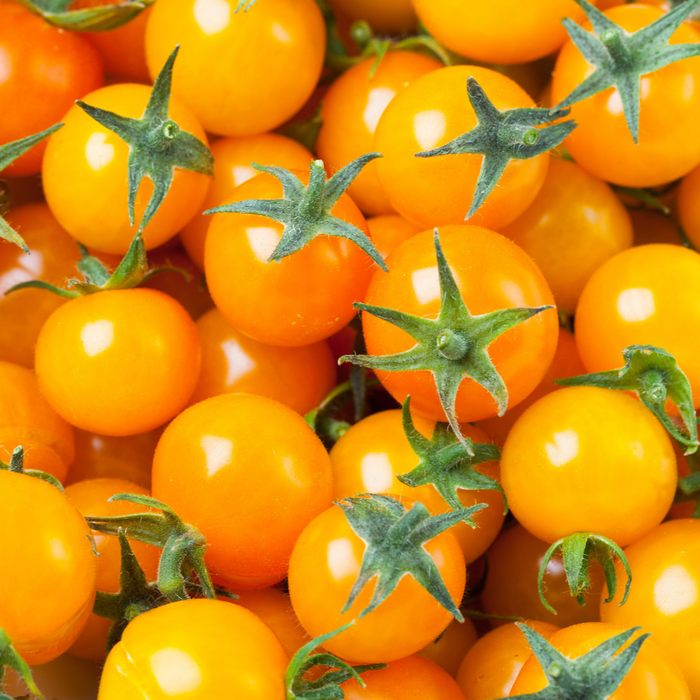 Tomate Gold Nugget - Plant dans un pot de 4 po *Certifié Biologique