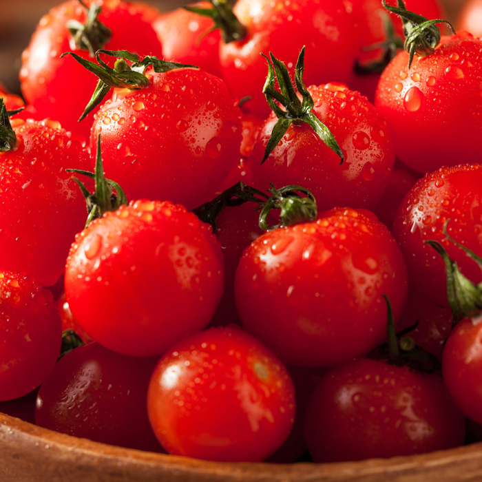 Tomate Jasper - Plant dans un pot de 4 po *Certifié Biologique