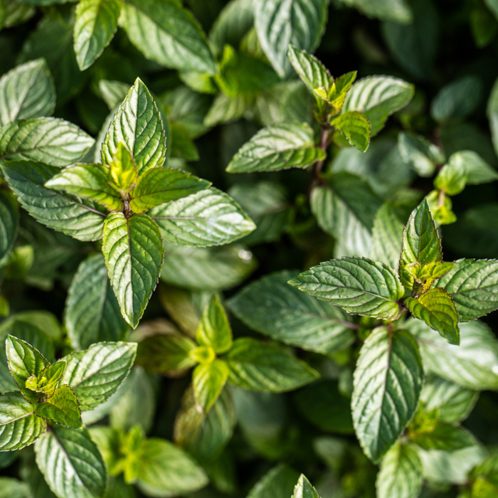 Menthe chocolat - Plant dans un pot de 4 po *Certifié Biologique